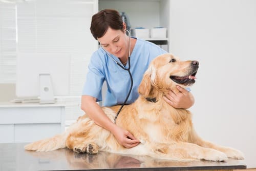 female vet examining golden retriever dog at clinic