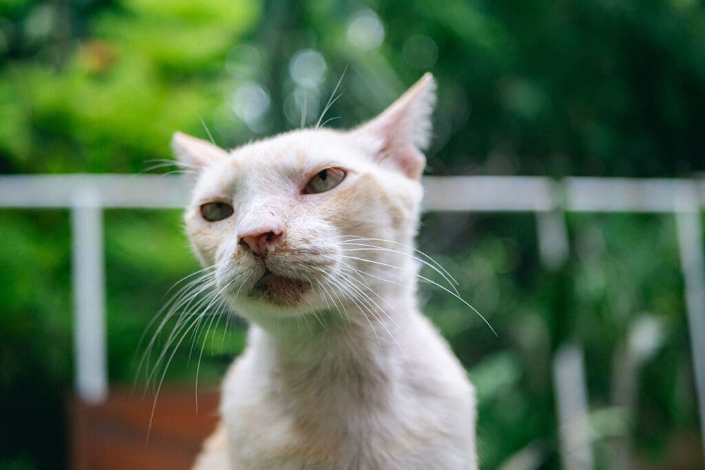 congested white cat outside