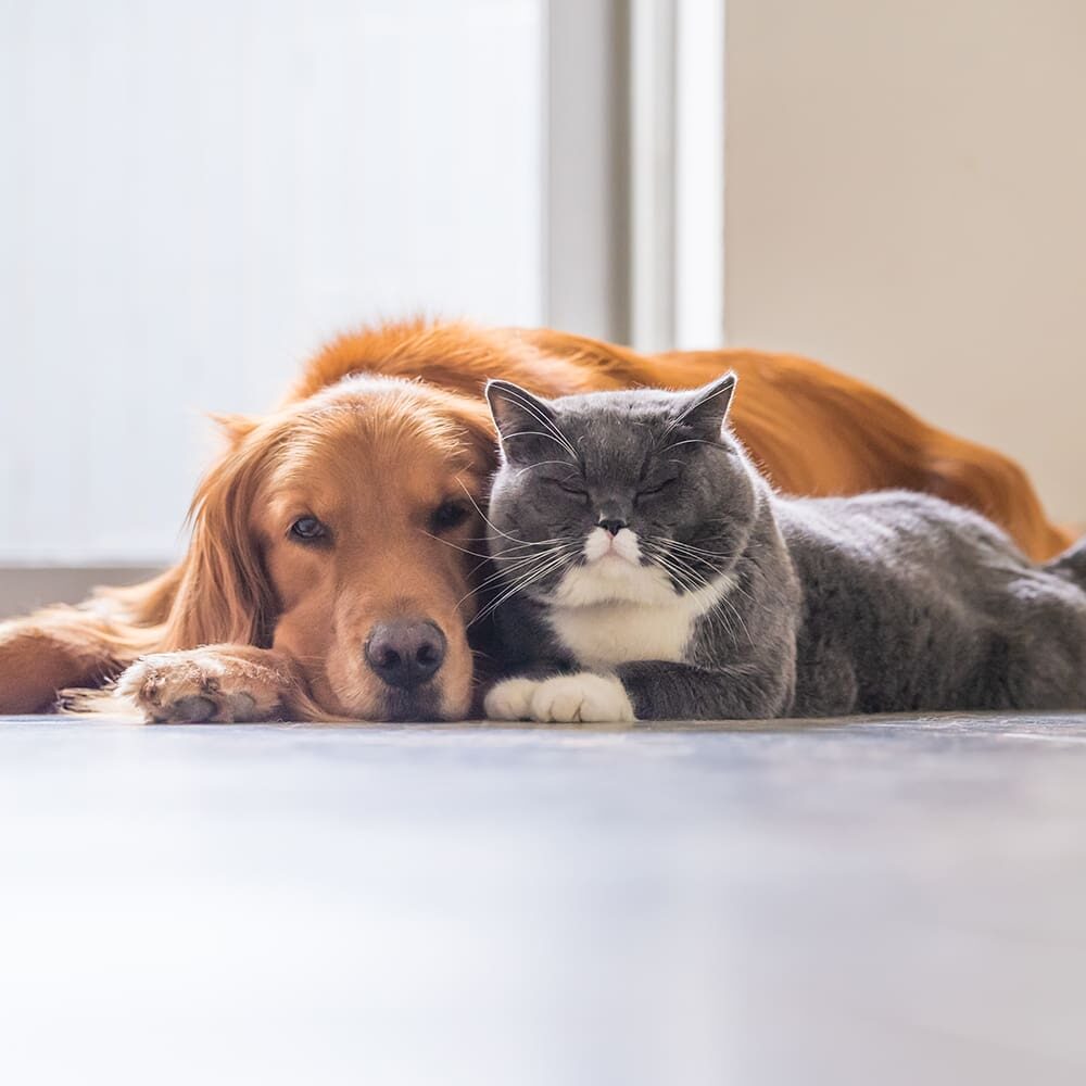 Cat And Dog Laying Together
