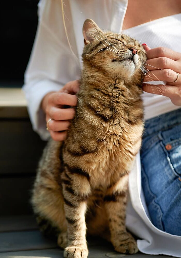 Cat Getting Chin Rubbed Outside