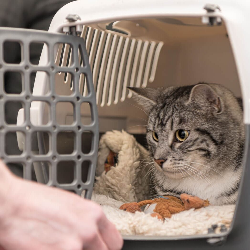Cat In Carrier