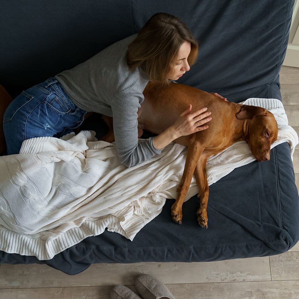Dog Being Comforted In Bed