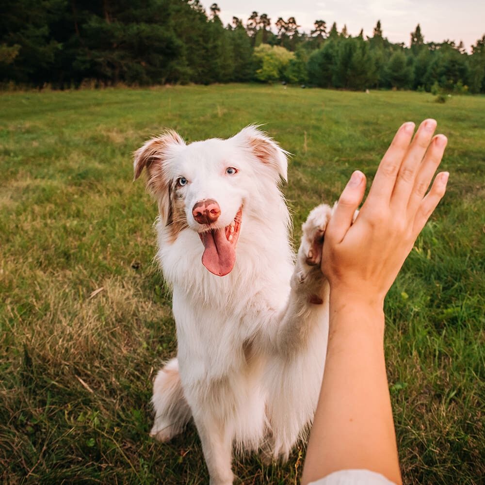 Dog Giving Someone High Five