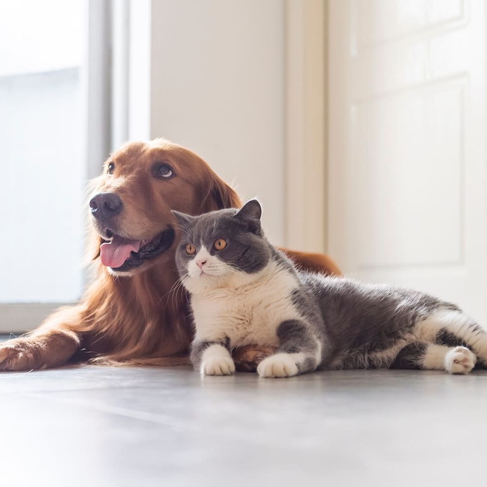 Golden Retriever With Cat Laying Side By Side