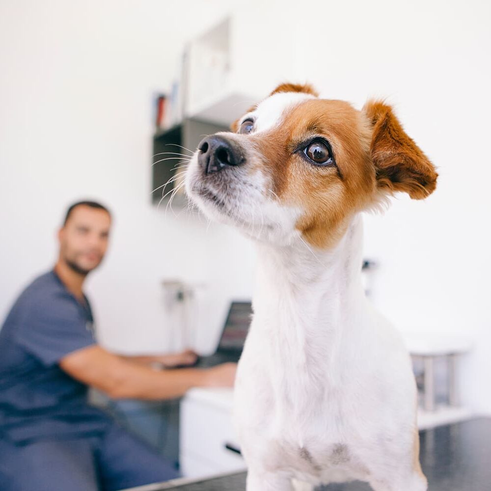 Jack Russle Terrier Sitting On Exam Table