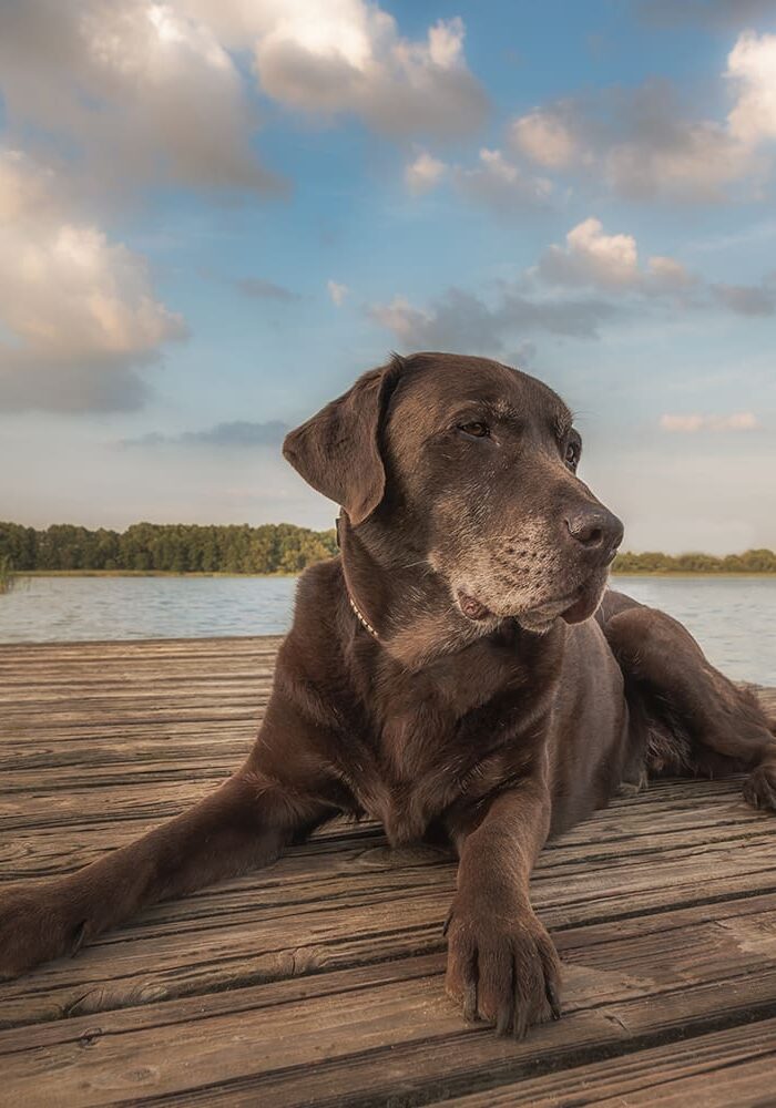 Older Black Dog On Dock By Water