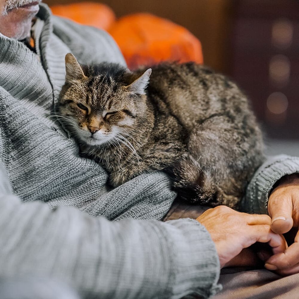 Older Cat Held In Owners Lap