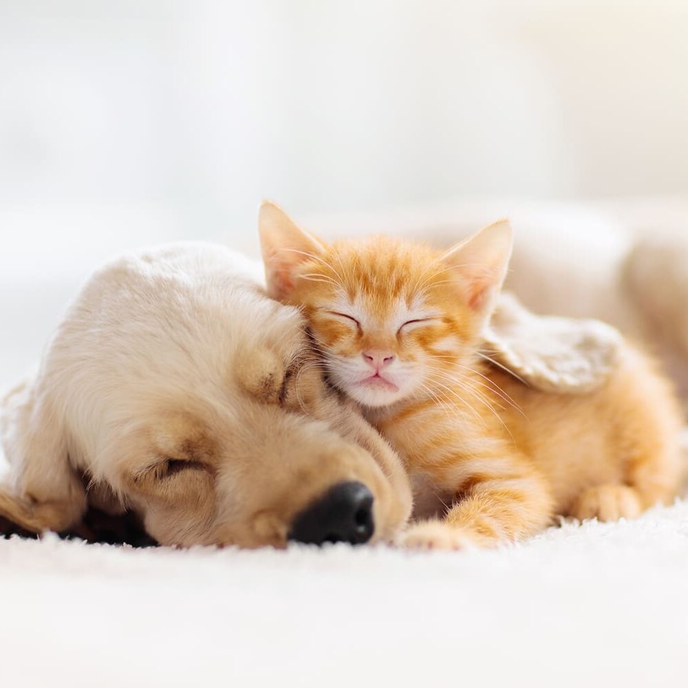 Puppy And Kitten Laying Together On Rug