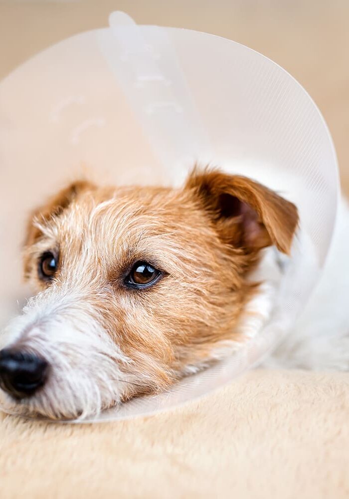 Terrier Dog In Recovery Cone