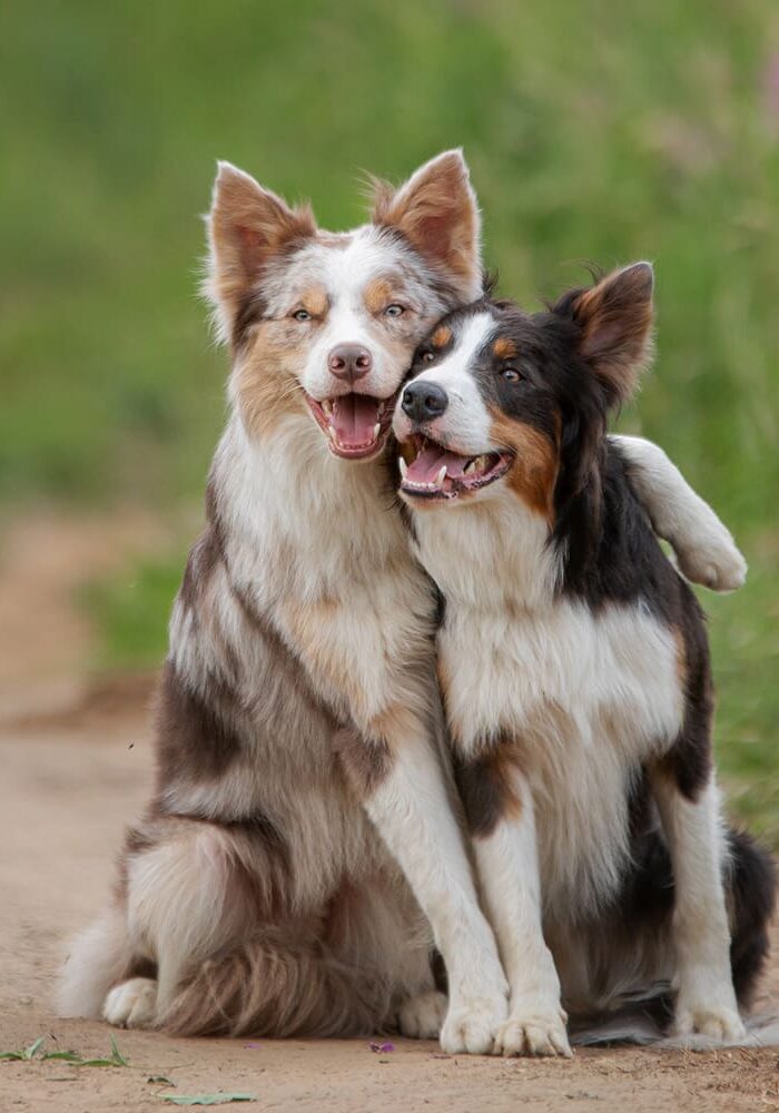 Two Dogs On Path Hugging